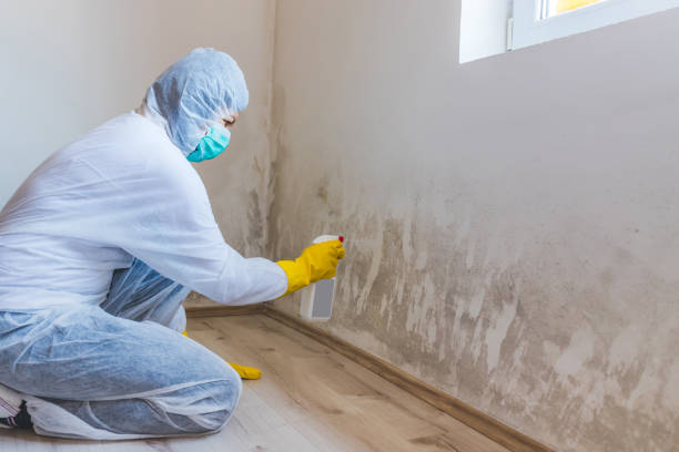 Licensed Mold Removal service in White Plains, VA - WQB Mold Removal