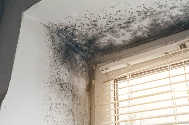 Affordable Mold Removal solutions in White Plains, VA