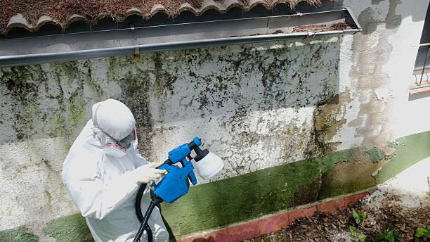 Top rated local Mold Removal specialists in White Plains, VA